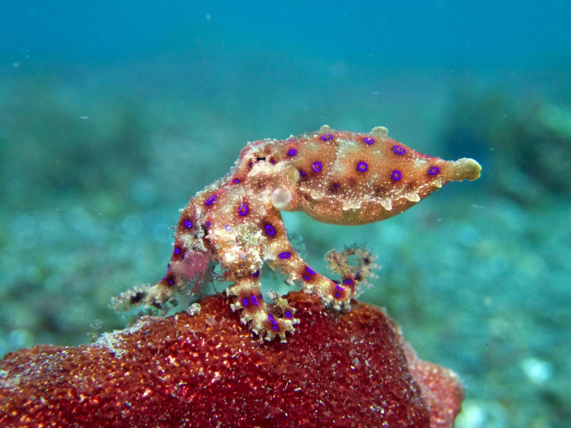 Cocotinos Lembeh A Boutique Dive Lodge Bitung Exteriör bild