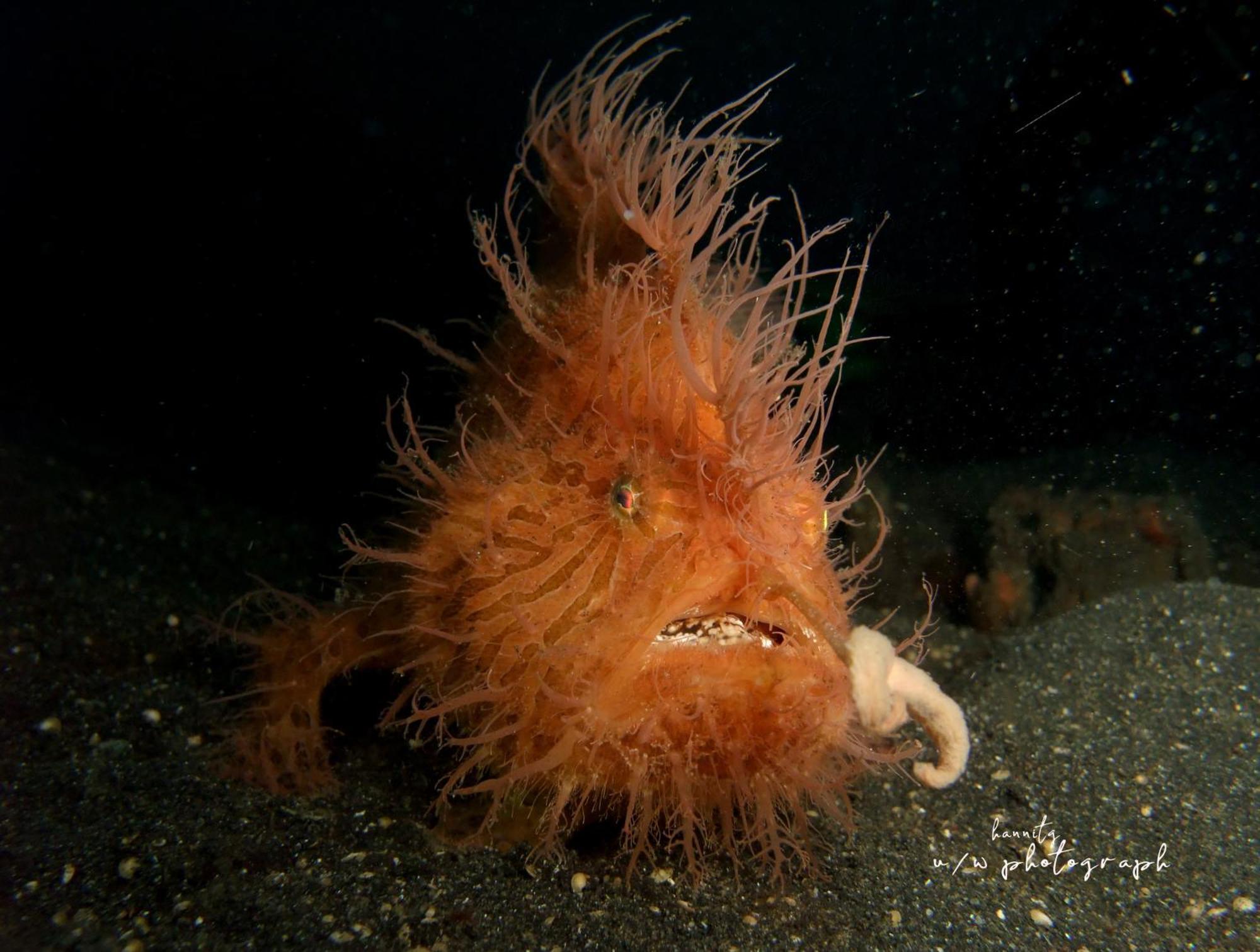 Cocotinos Lembeh A Boutique Dive Lodge Bitung Exteriör bild