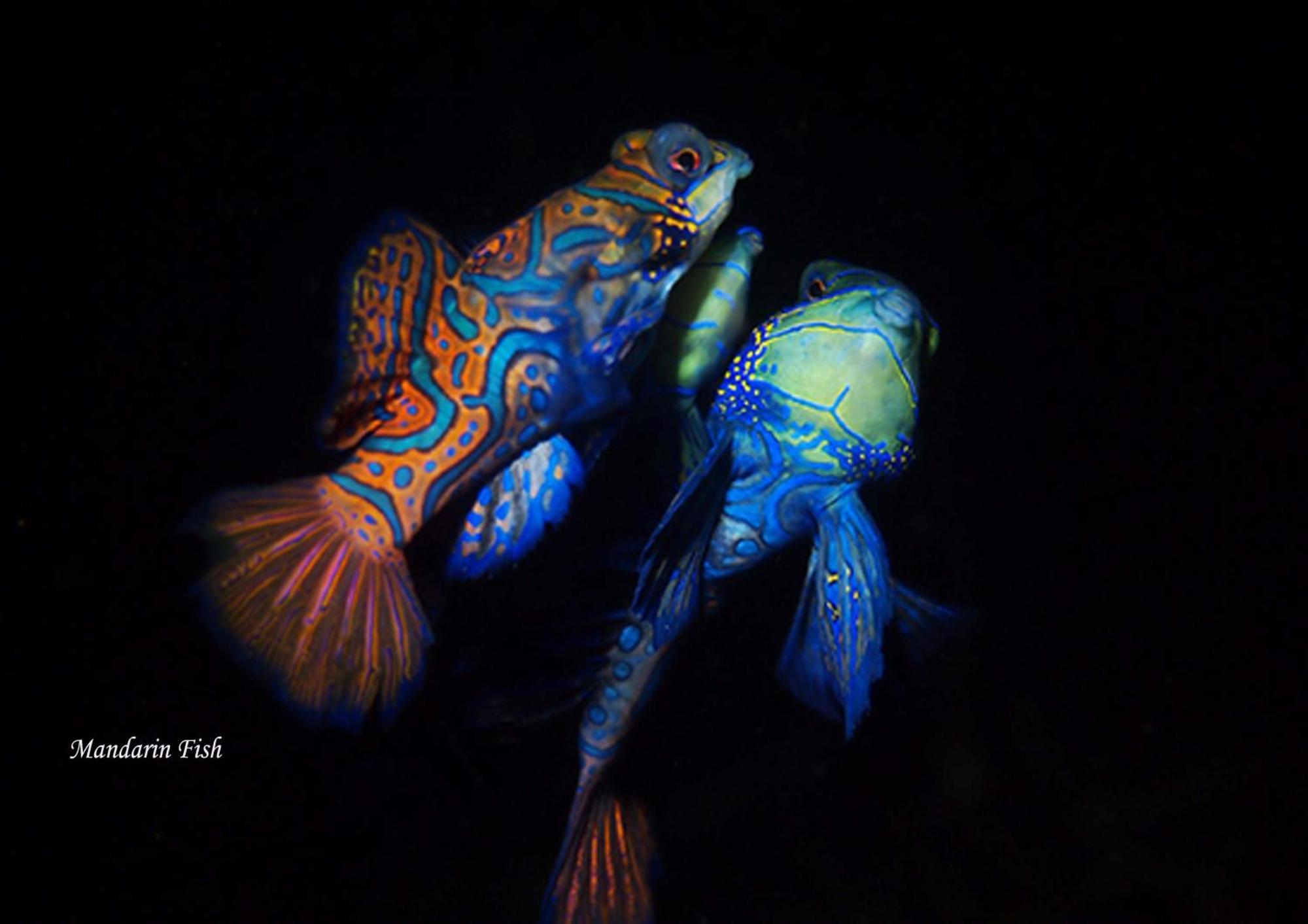 Cocotinos Lembeh A Boutique Dive Lodge Bitung Exteriör bild
