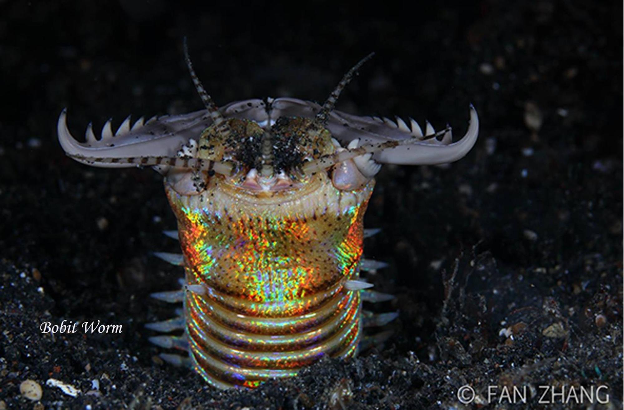 Cocotinos Lembeh A Boutique Dive Lodge Bitung Exteriör bild